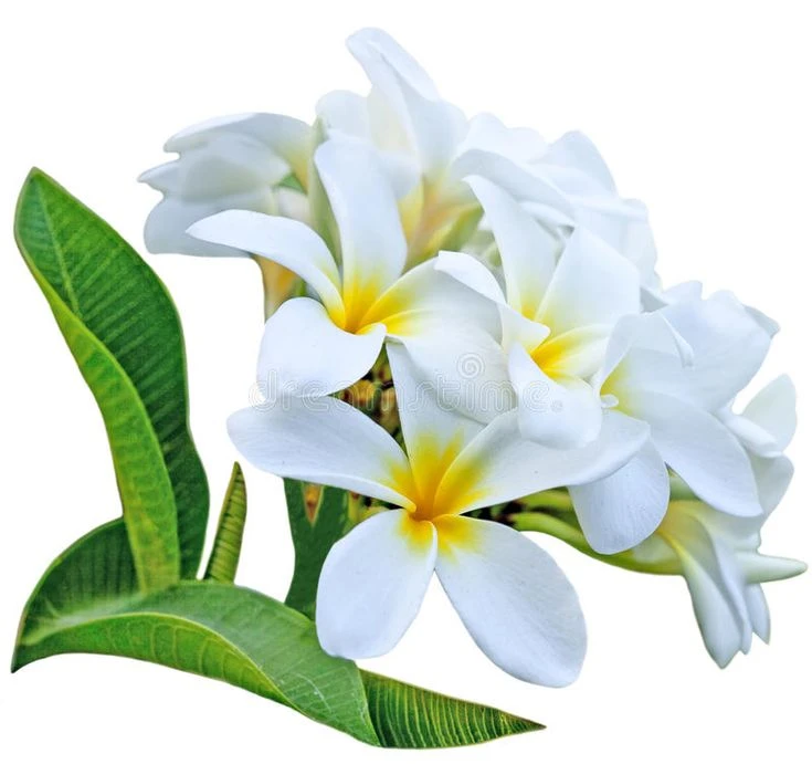 Frangipani