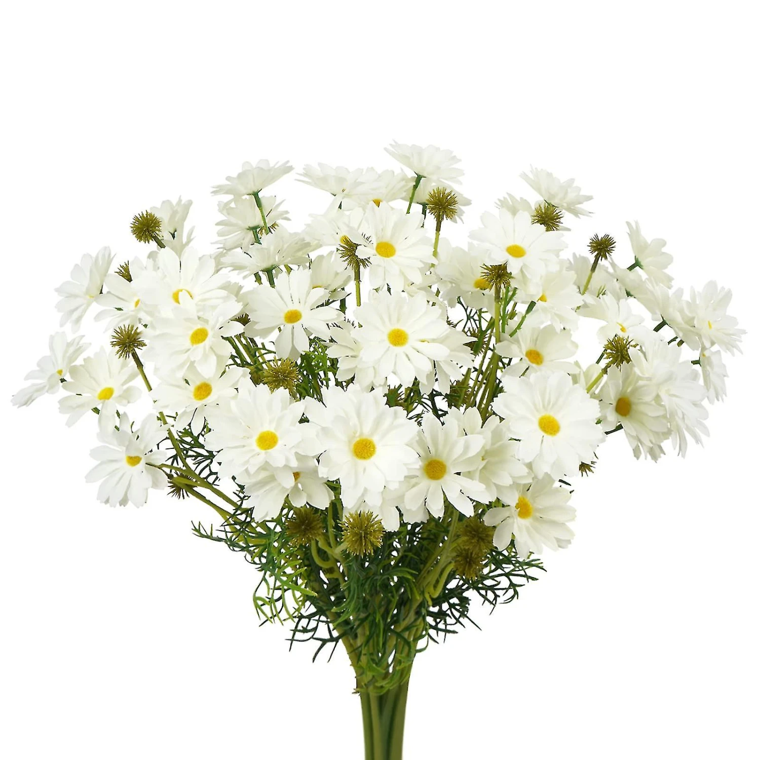 Daisy