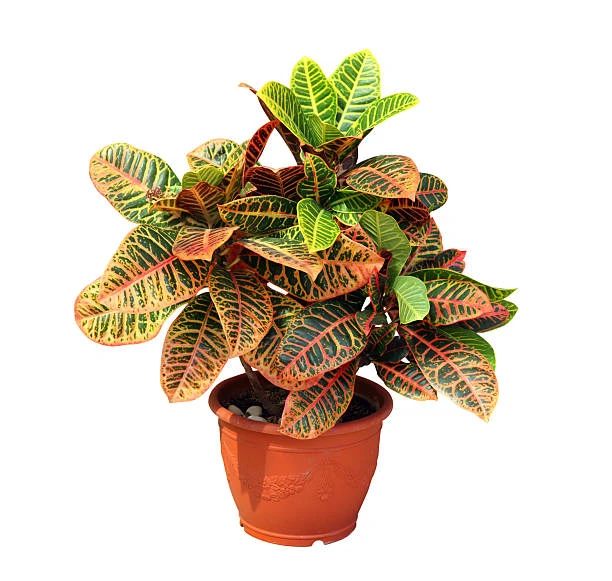 Croton