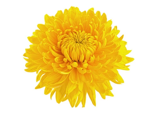 Chrysanthemum