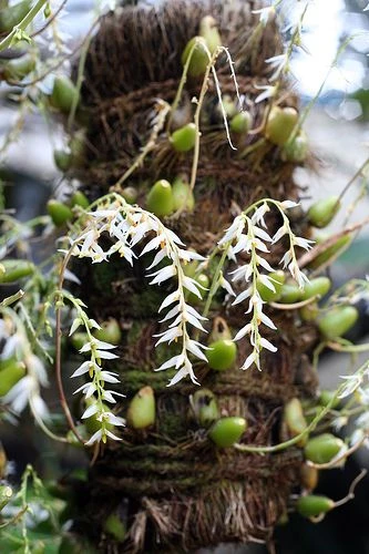 Bulbophyllum auricomum