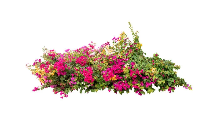 Bougainvillaea