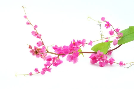 Antigonum